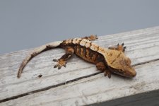 IMG_7493.jpg