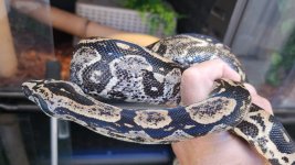 Female holdback 1.jpg
