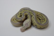 Super Pastel Leopard Spotnose Clown 22c2-5 (2).jpg