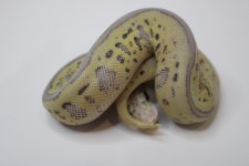 Super Pastel Leopard Spotnose Clown 22c2-5 (4).jpg