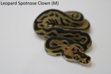 Leopard Spotnose Clown 22c2-6 (4).jpg