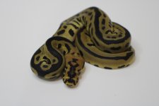Leopard Spotnose Clown 22c2-6 (2).jpg