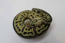 Pastel Leopard Spotnose Clown 22c2-4.jpg