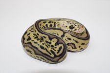 Pastel Leopard Spotnose Clown 22c2-4 (3).jpg