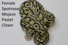 5 spotnose mojave pastel (2).jpg