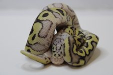 5 spotnose mojave pastel.jpg