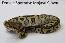 4 spotnose mojave #2 (4).jpg