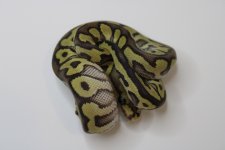 4 spotnose mojave #2.jpg