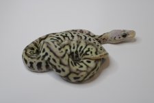 super spotnose pastel clown (pos super pastel) 22c2-7 (3).jpg