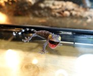 tokay baby May 18 (1).jpg