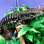 argentine-tegu-for-sale.jpg