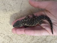 ArmadilloLizard1.jpg