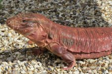 red-tegu-for-sale-1030x686.jpg
