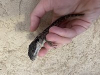 ArmadilloLizard2.jpg