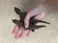 ArmadilloLizard3.jpg