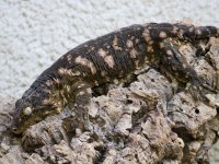 dwgeckosF.jpg
