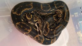 Longicauda Sire 2018.jpg