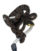 Amazon Tree Boa baby.jpg