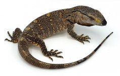 blackthroat (2).jpg