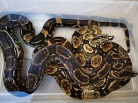 Longicauda pair bodies (1)(1).jpg