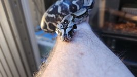 Holdback Head.jpg
