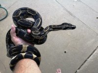 Hypermelanistic Male Longicauda Sire.jpg