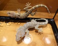 tokay pair 3a.jpg