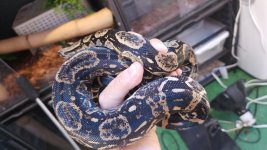 Longi Holdback 1a.jpg