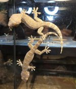 tokay pair1.jpg