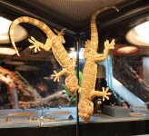 tokay pair.jpg