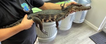 caiman2.jpg