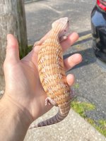 IMG_1289.jpg