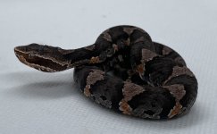 IMG_3505.jpg