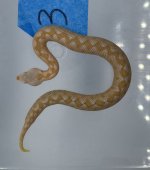 IMG_4722.jpg