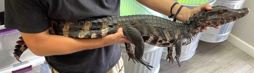 Caiman 1.jpg