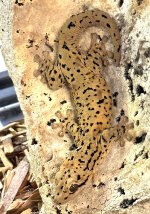 spotted gecko.jpg