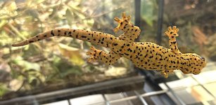spotted gecko 1.1.jpg