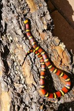 Annulata 2021 female 1.jpg