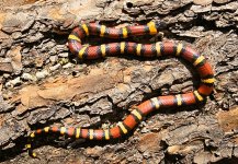 Annulata 2021 female 2.jpg