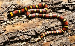Annulata 2021 female 3.jpg