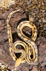 Suboc Xmas Mtns male 2.jpg