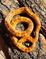 Corns Citrus male 1.jpg