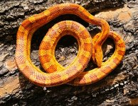 Corns Citrus male 2.jpg