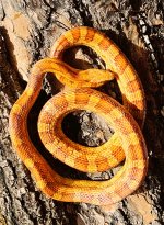 Corns Citrus male 3.jpg