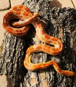 Corn Citrus female 1.jpg