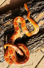 Corn Citrus female 2.jpg