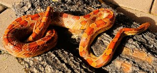 Corn Citrus female 3.jpg