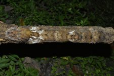 DSC_0639.jpg