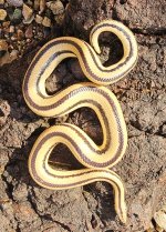 Cabo female 1.jpg