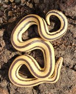Cabo female 2.jpg